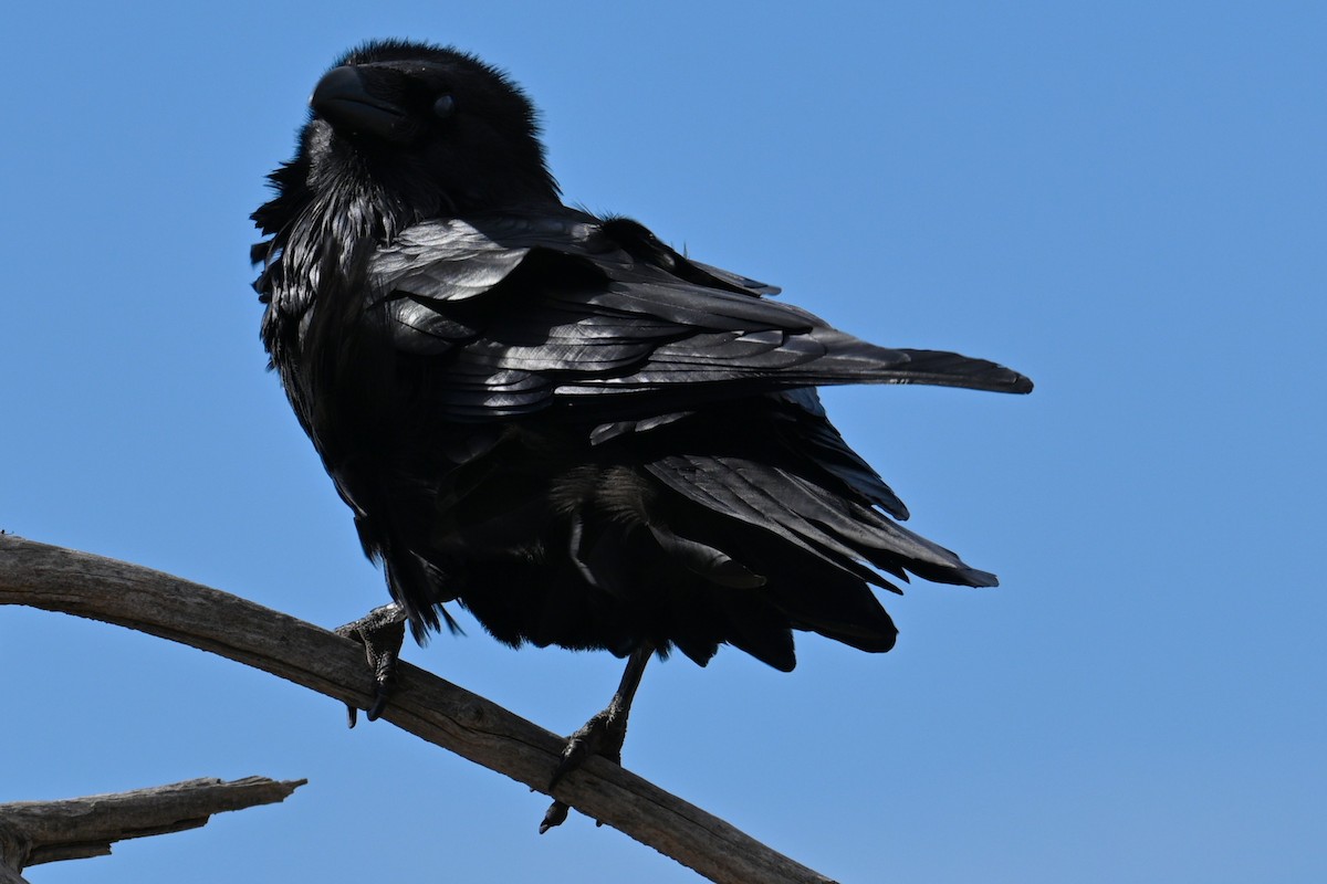 krkavec velký - ML646225222