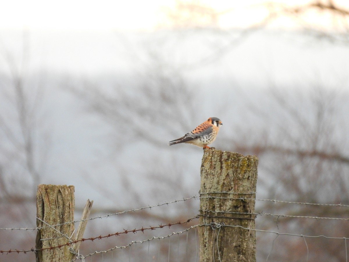 American Kestrel - ML646225223