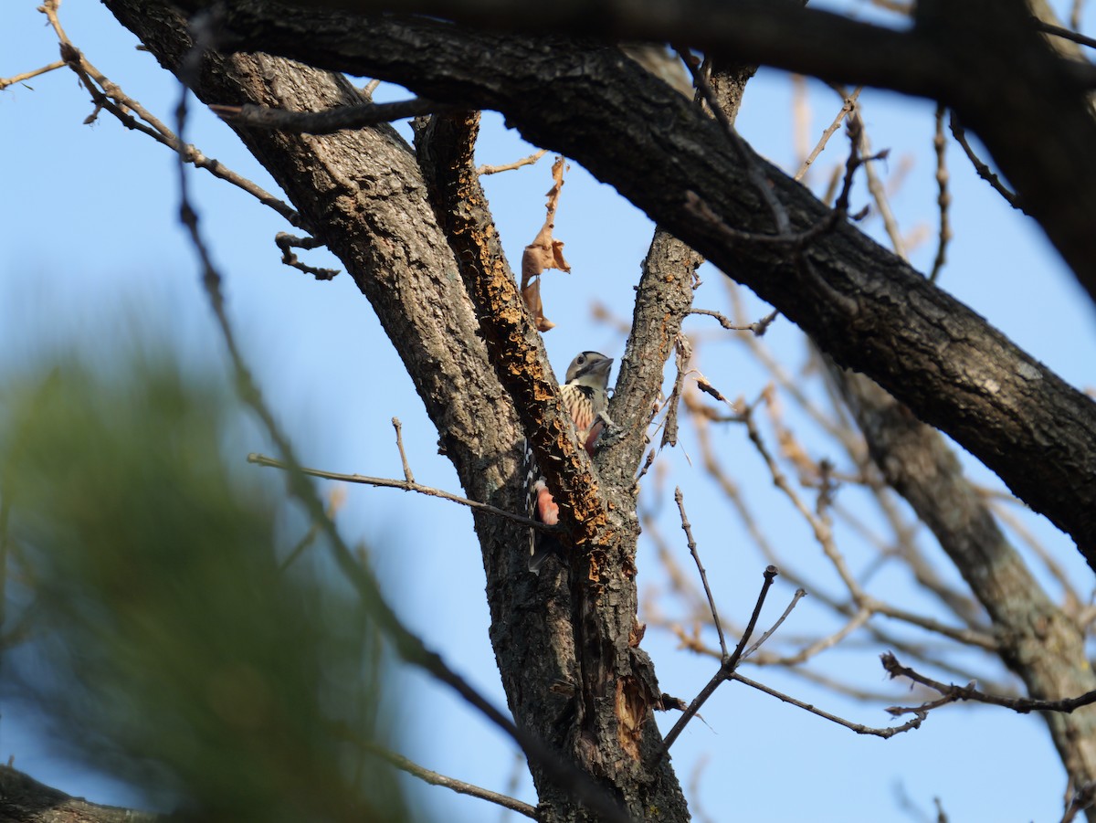 hvitryggspett - ML646225227