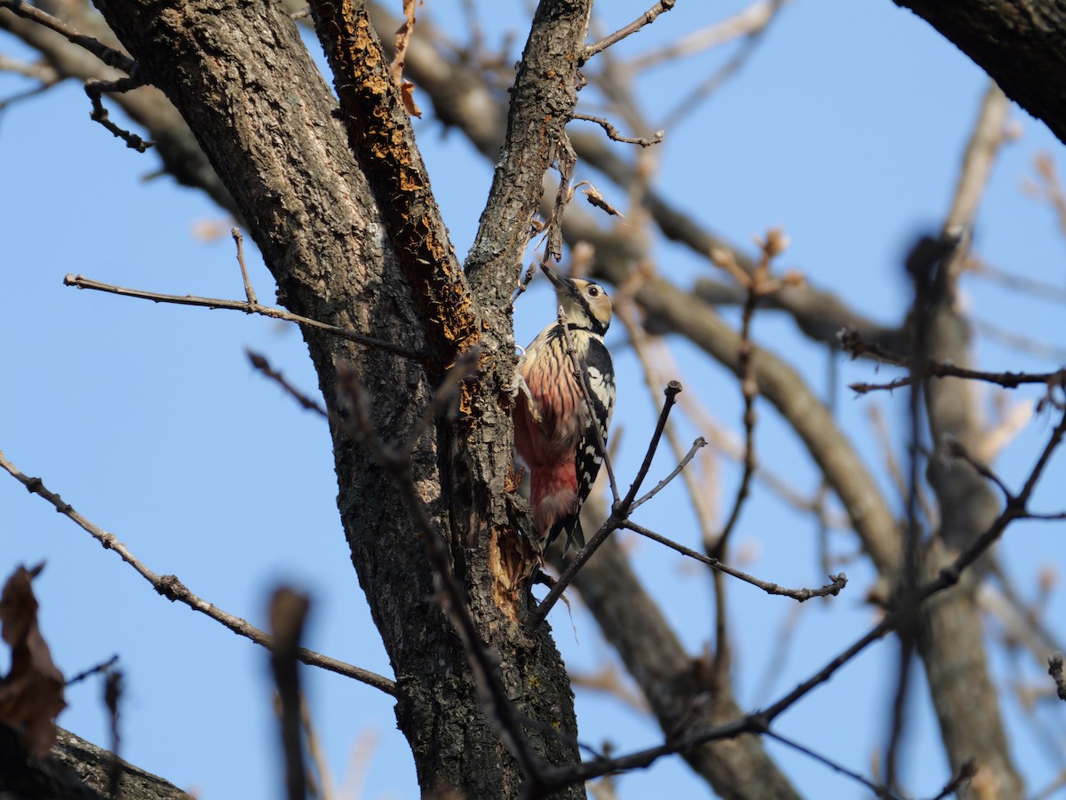 hvitryggspett - ML646225228