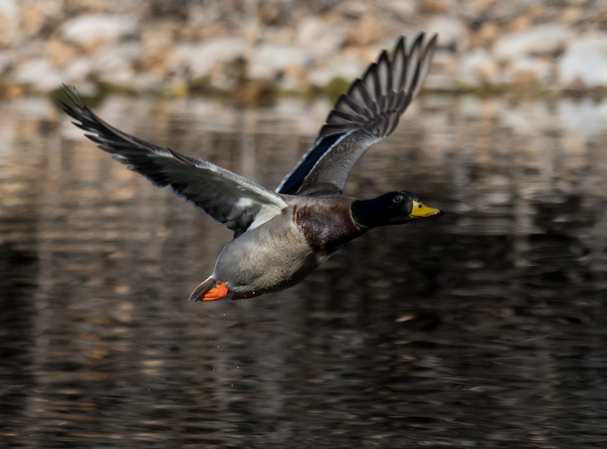 綠頭鴨 - ML646225231