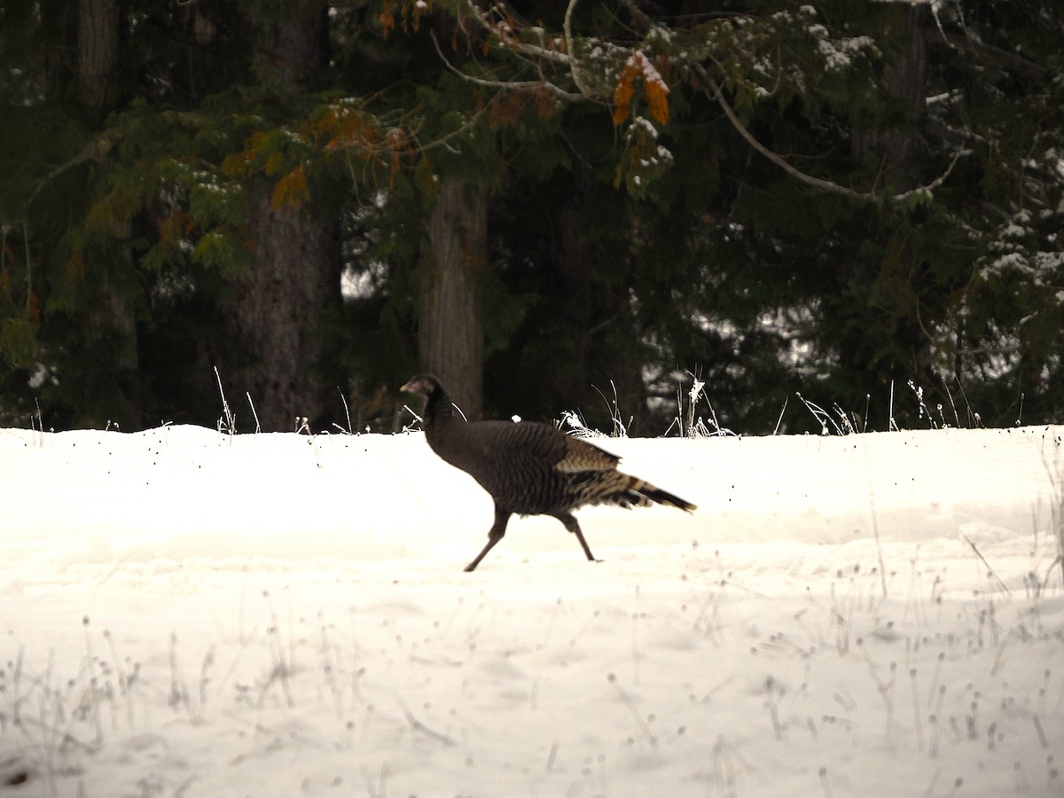 Wild Turkey - ML646225233