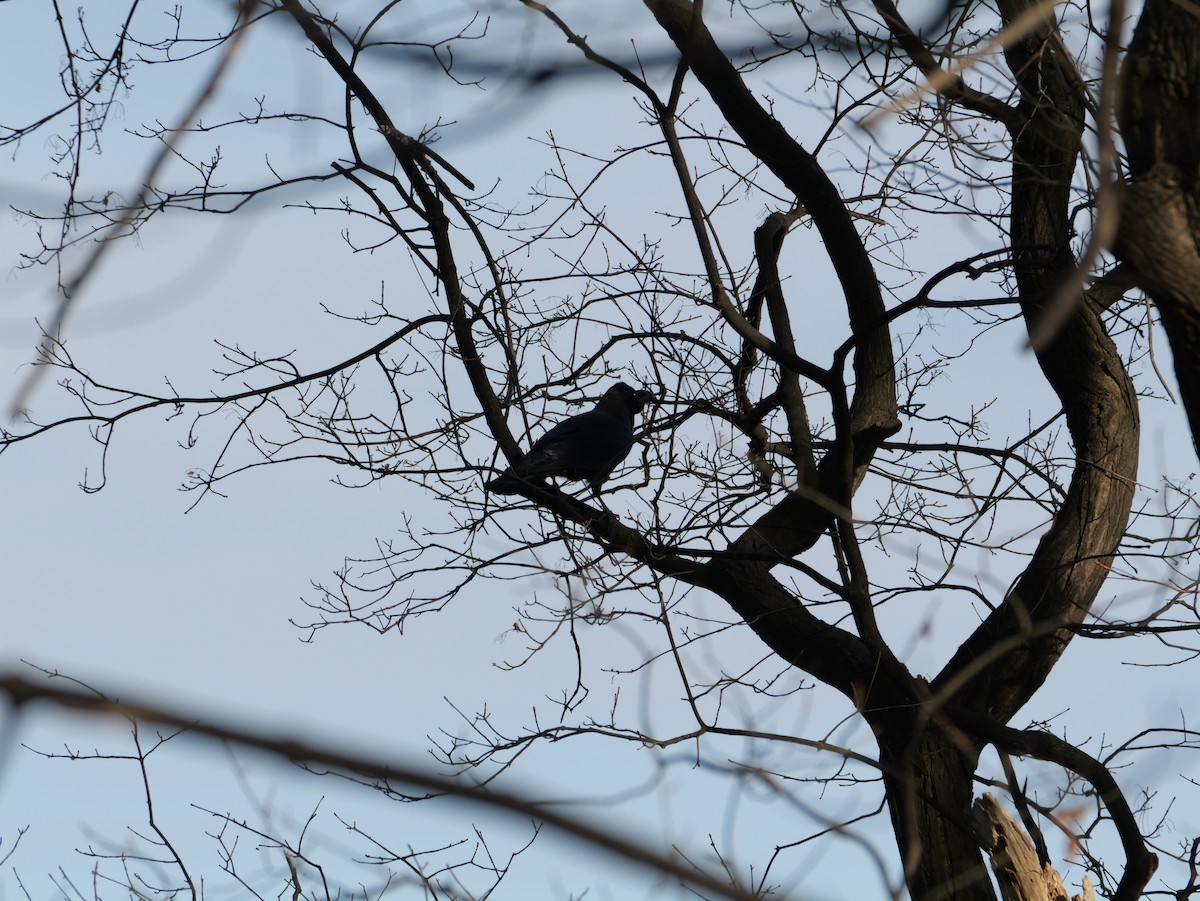 tykknebbkråke - ML646225234