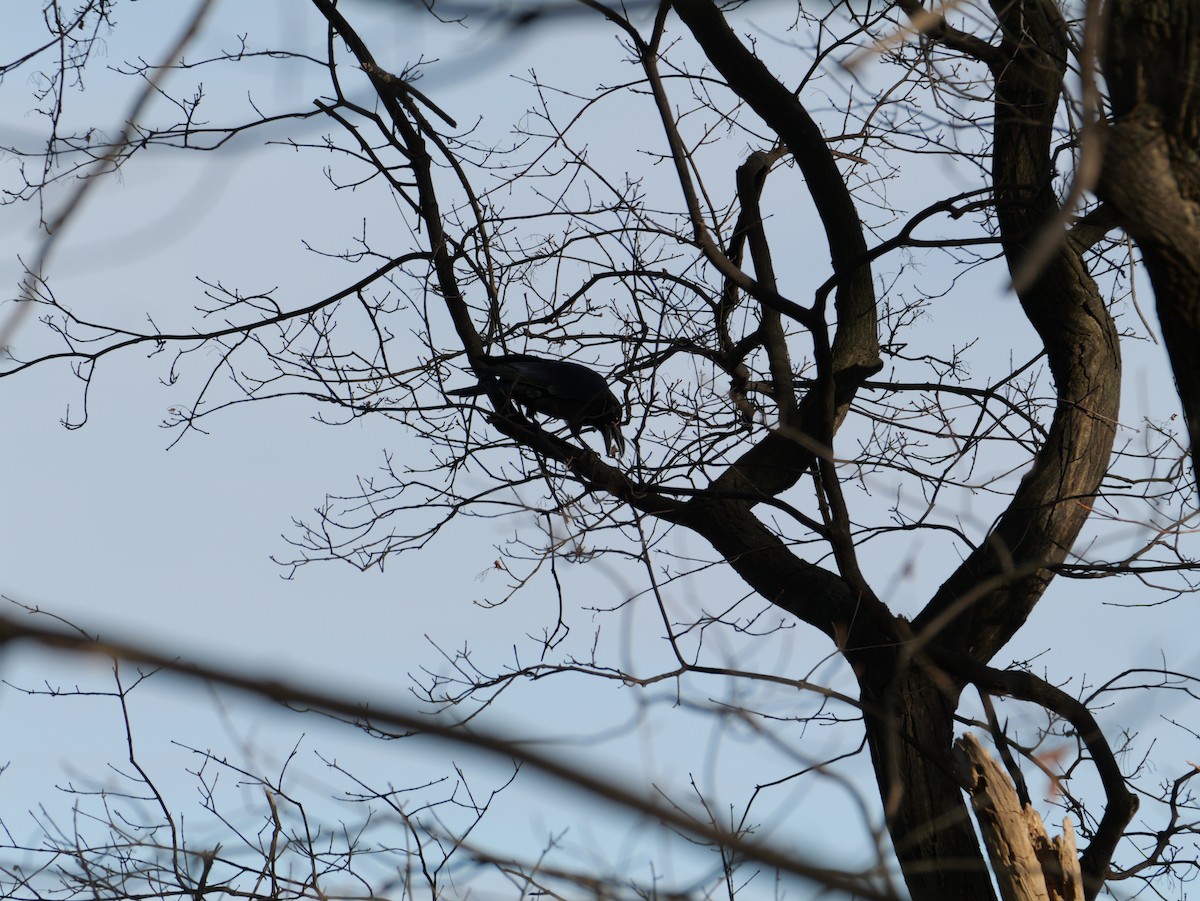 tykknebbkråke - ML646225235