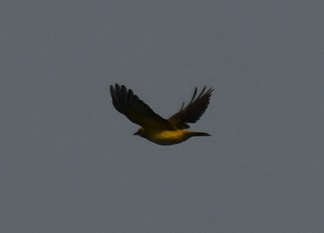 Indian Golden Oriole - ML646225236