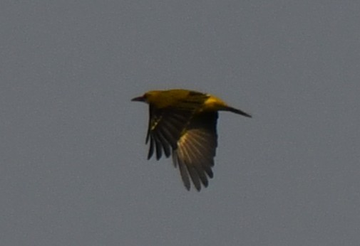 Indian Golden Oriole - ML646225238