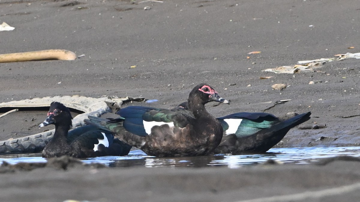 Muscovy Duck - ML646225240