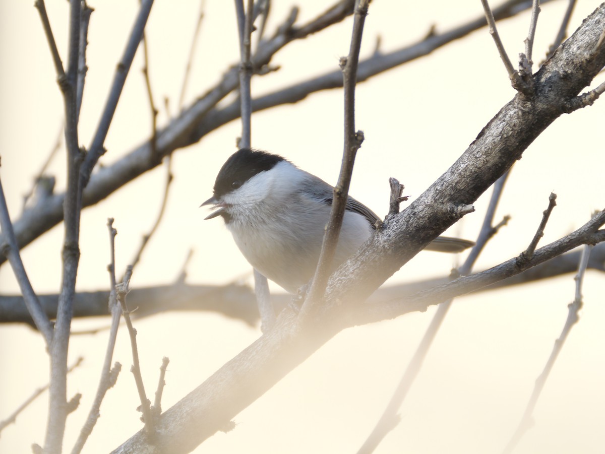 løvmeis - ML646225241