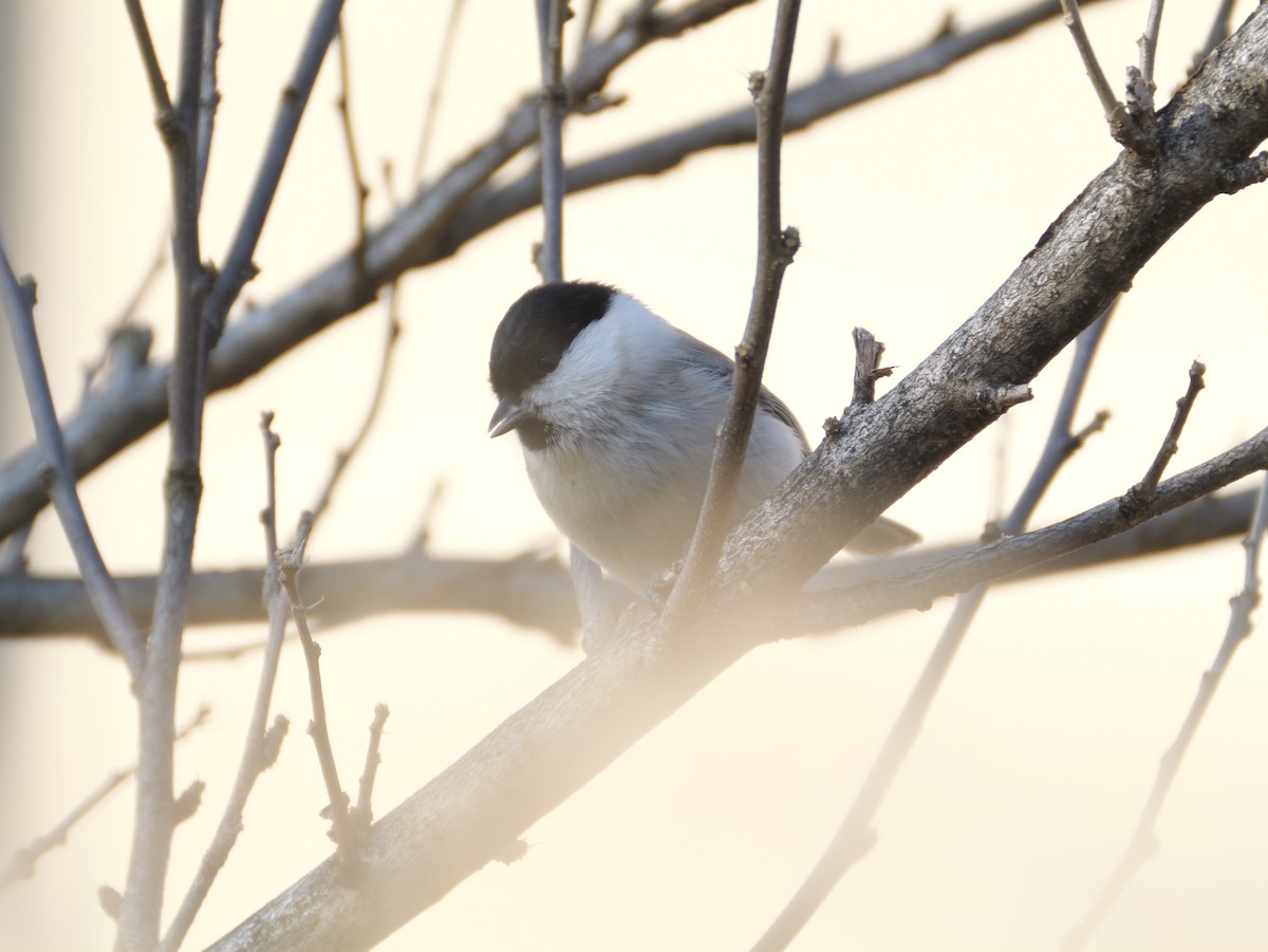 løvmeis - ML646225242