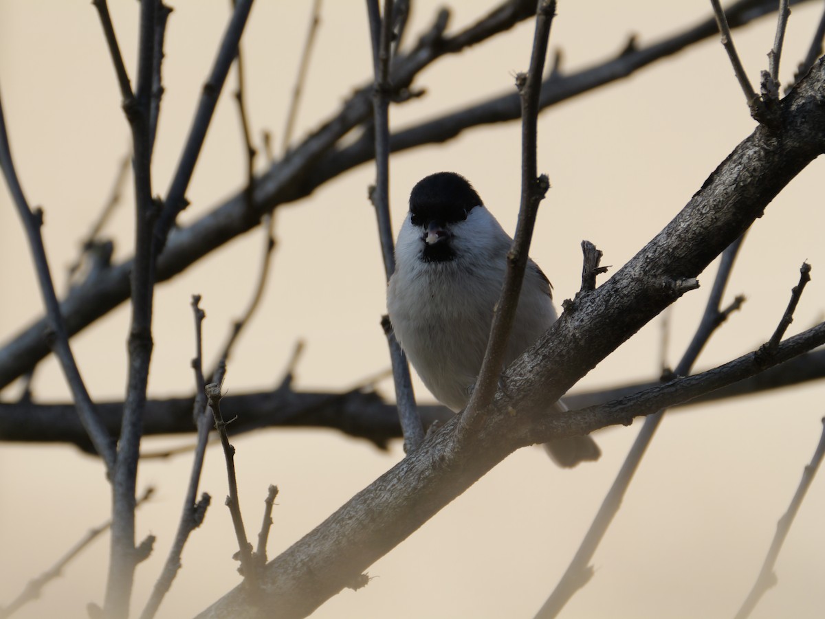 løvmeis - ML646225243