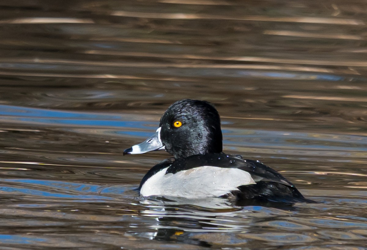 環頸潛鴨 - ML646225244