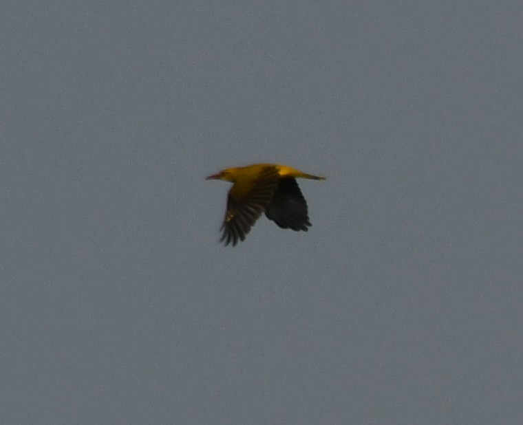 Indian Golden Oriole - ML646225246