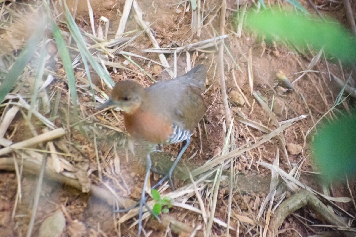 Slaty-legged Crake - ML646225247