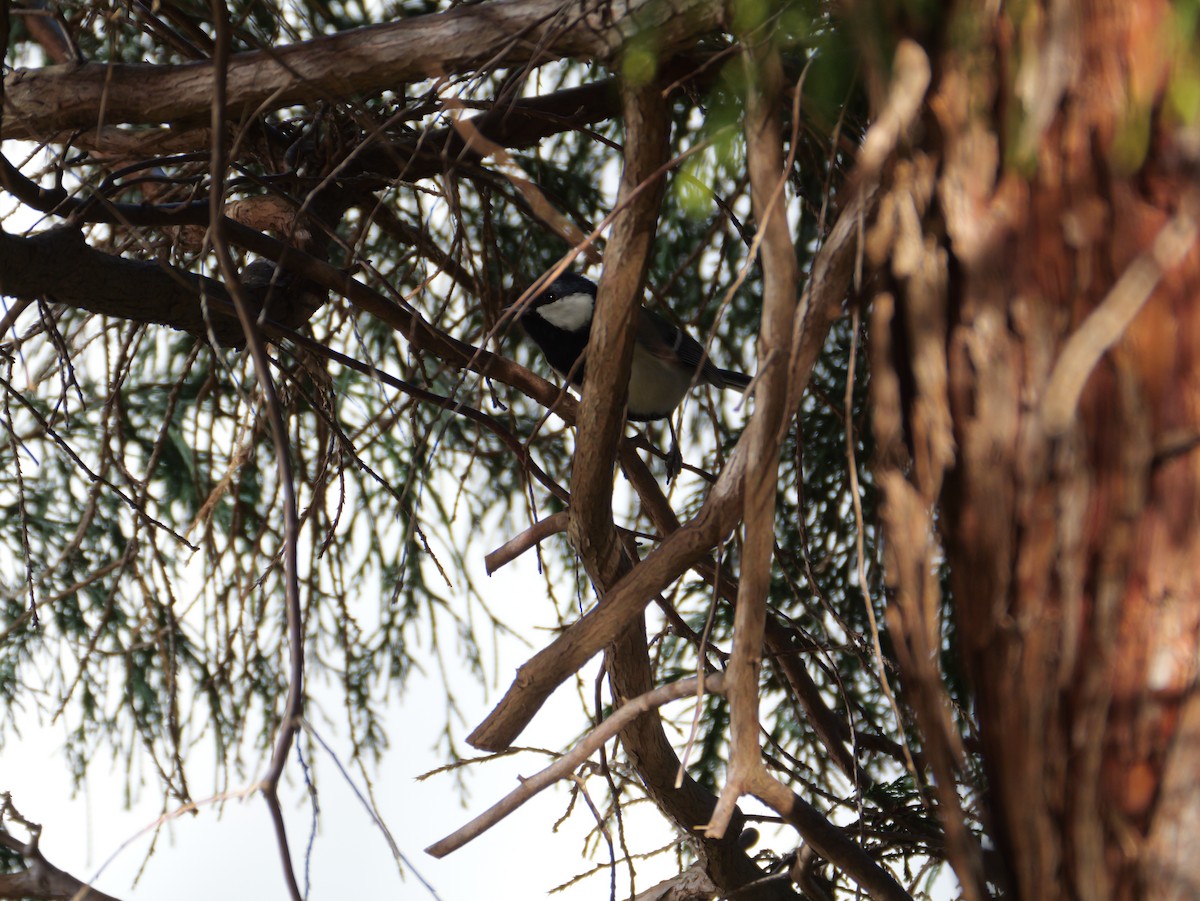 gråkjøttmeis - ML646225248