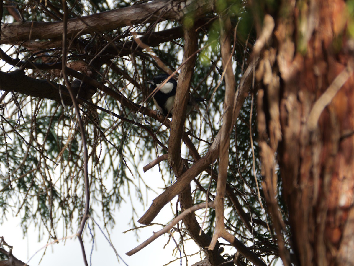 gråkjøttmeis - ML646225249