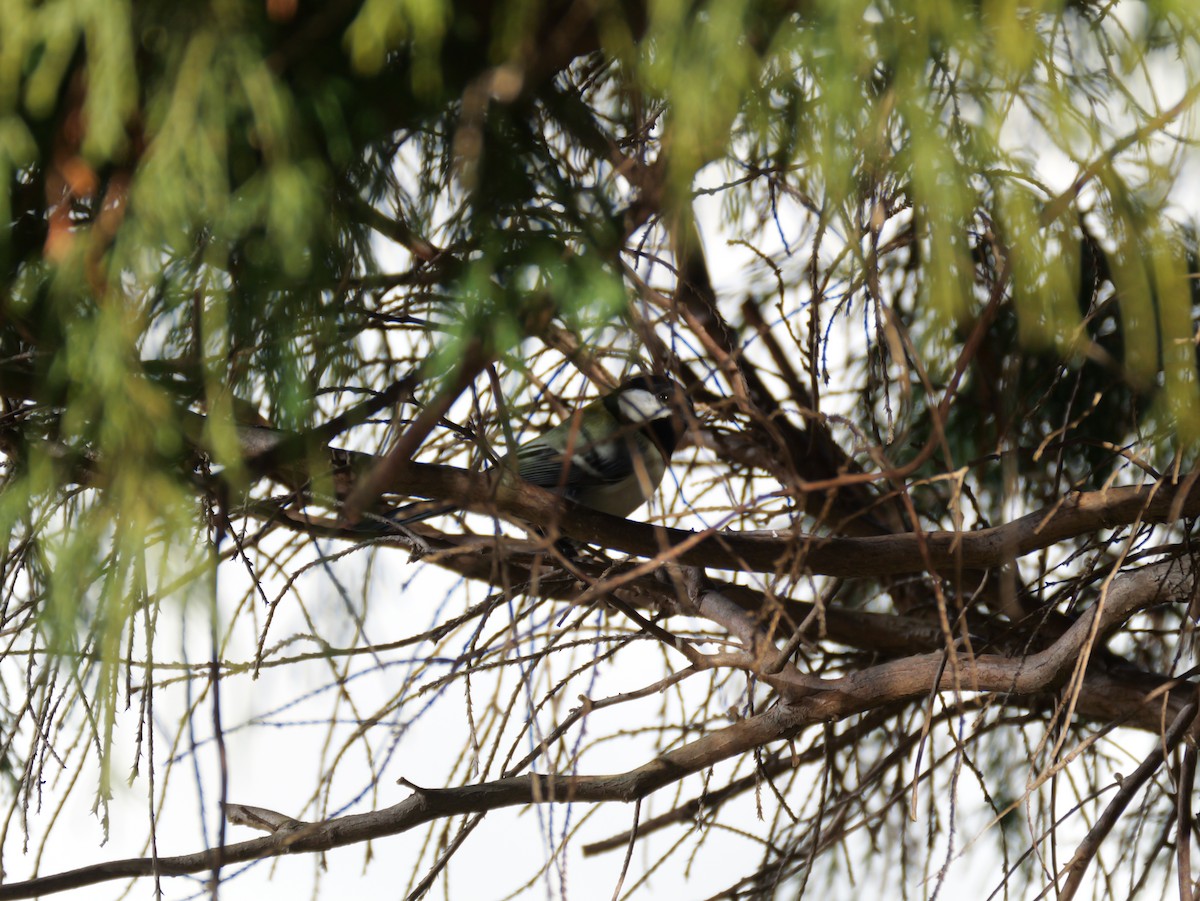 gråkjøttmeis - ML646225250