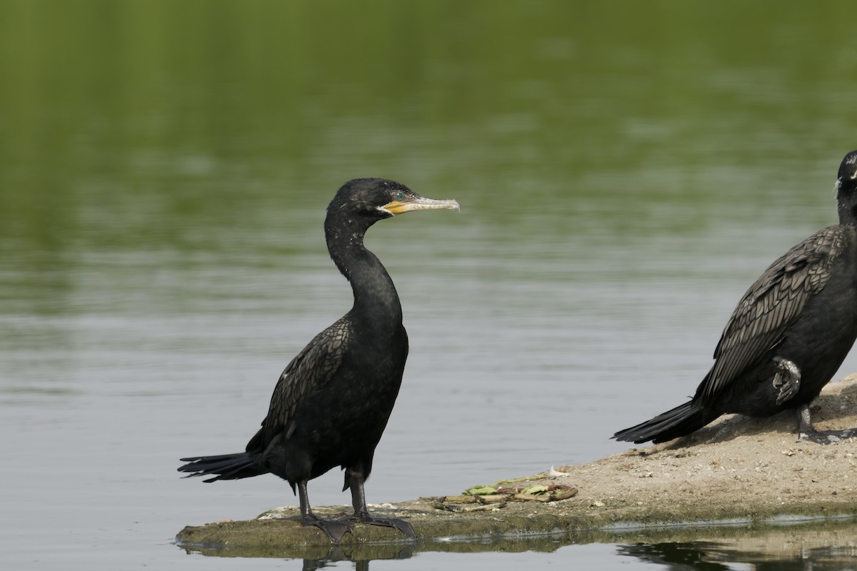Neotropic Cormorant - ML646225253