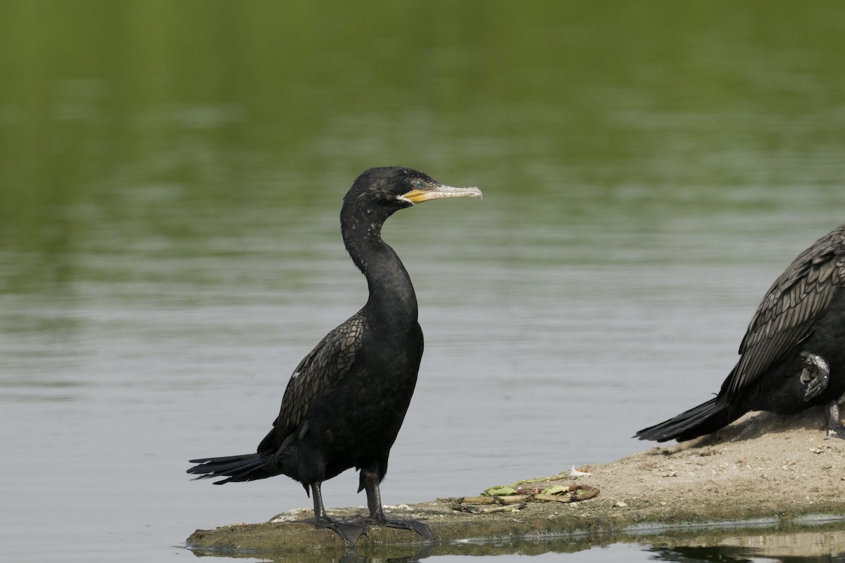 Neotropic Cormorant - ML646225254