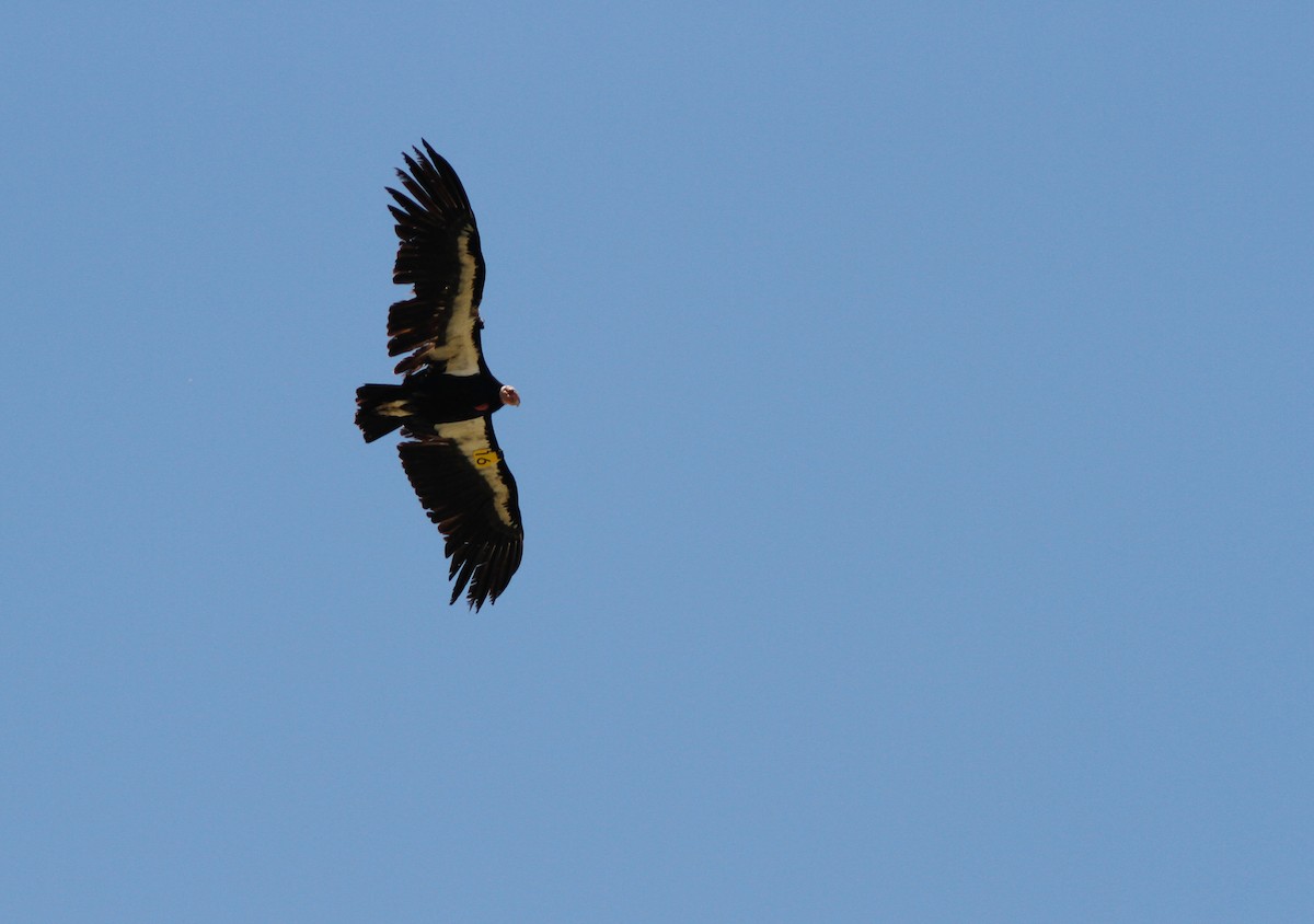 California Condor - ML646225259