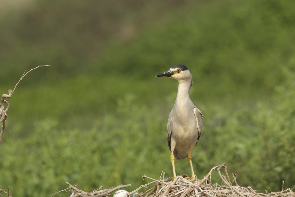 Amiltxori arrunta - ML646225261