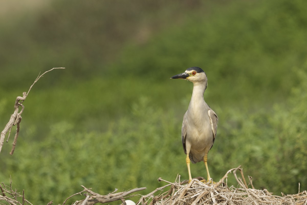 Amiltxori arrunta - ML646225262