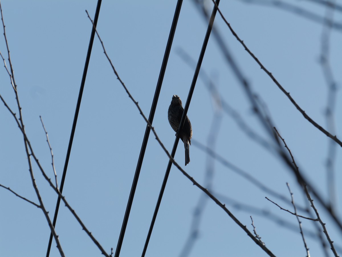 brunørebylbyl - ML646225263