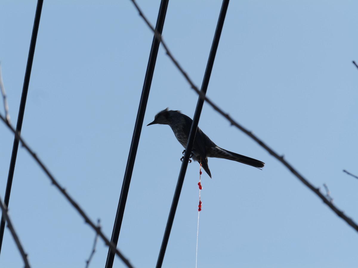 brunørebylbyl - ML646225264