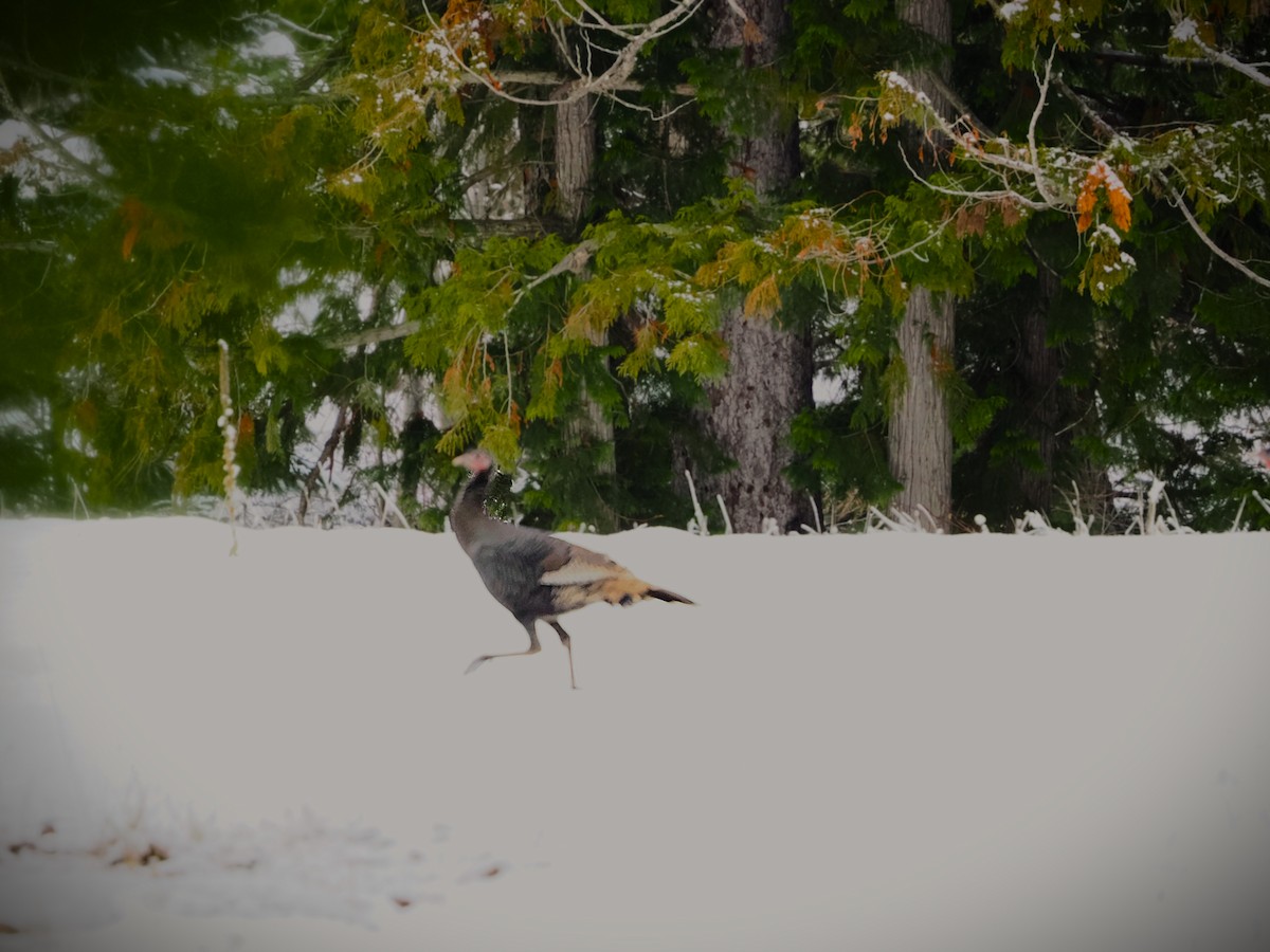 Wild Turkey - ML646225265