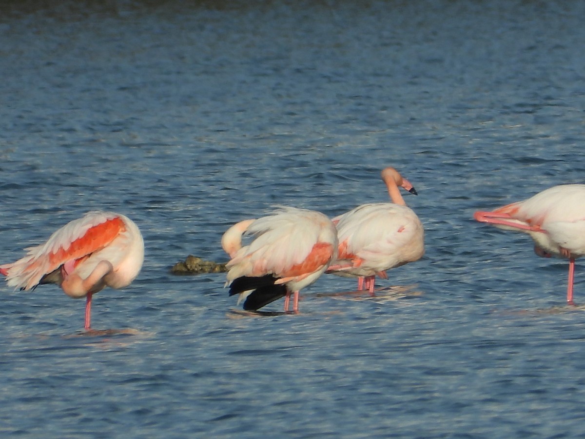 ヨーロッパフラミンゴ - ML646225272