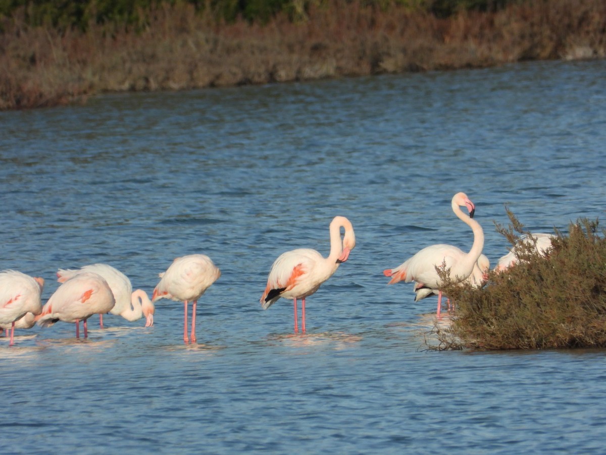 ヨーロッパフラミンゴ - ML646225274