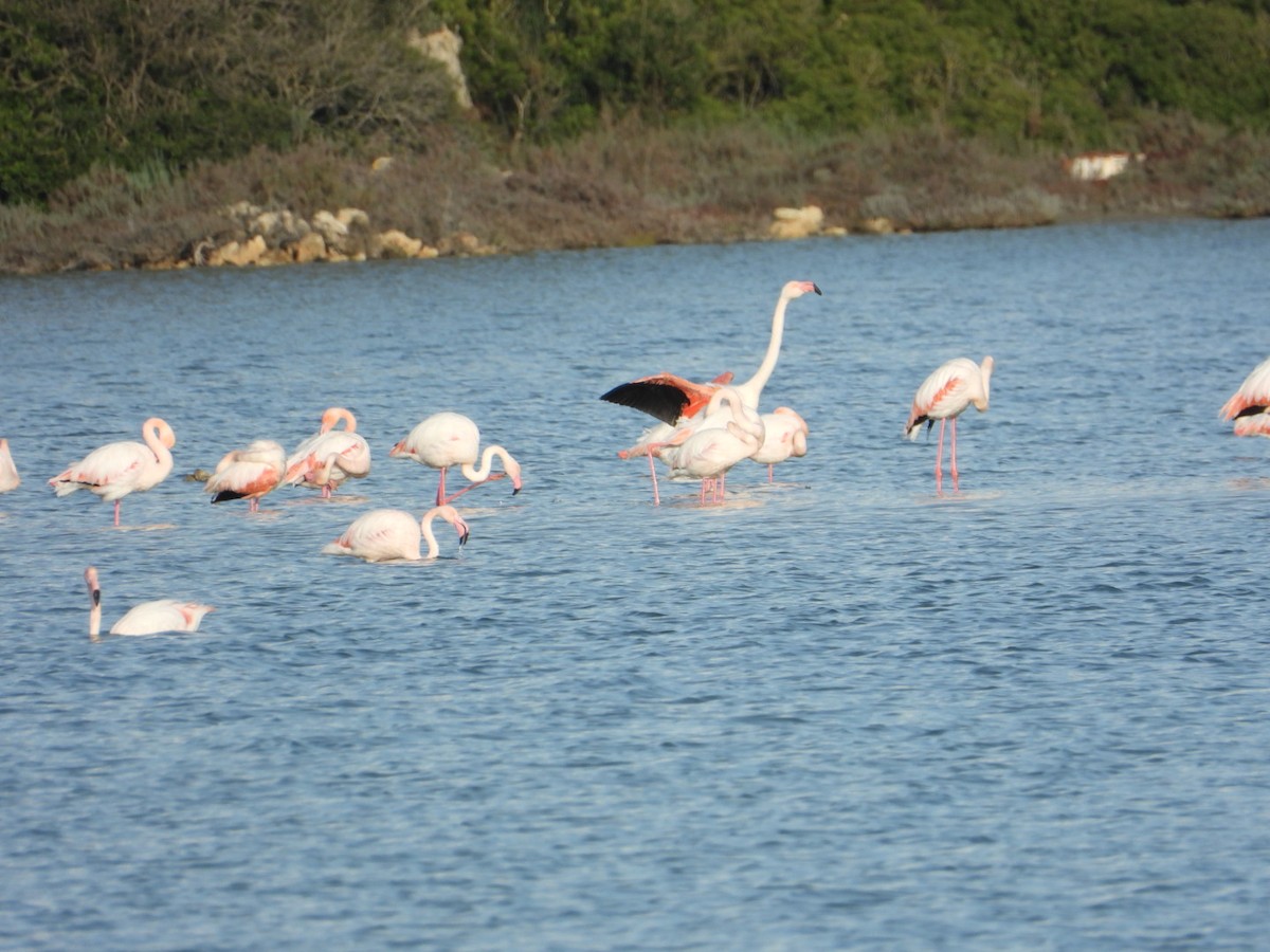 ヨーロッパフラミンゴ - ML646225275