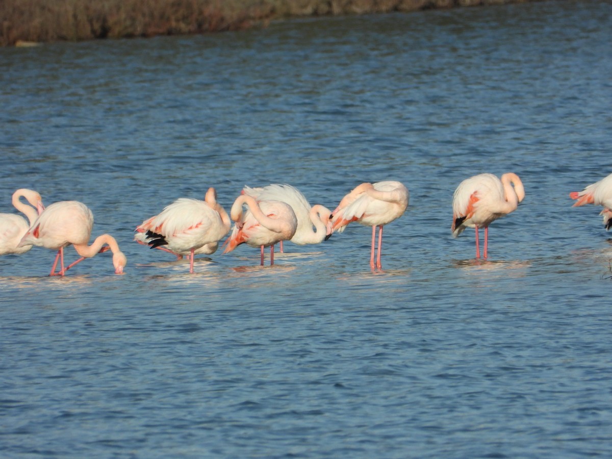 ヨーロッパフラミンゴ - ML646225276