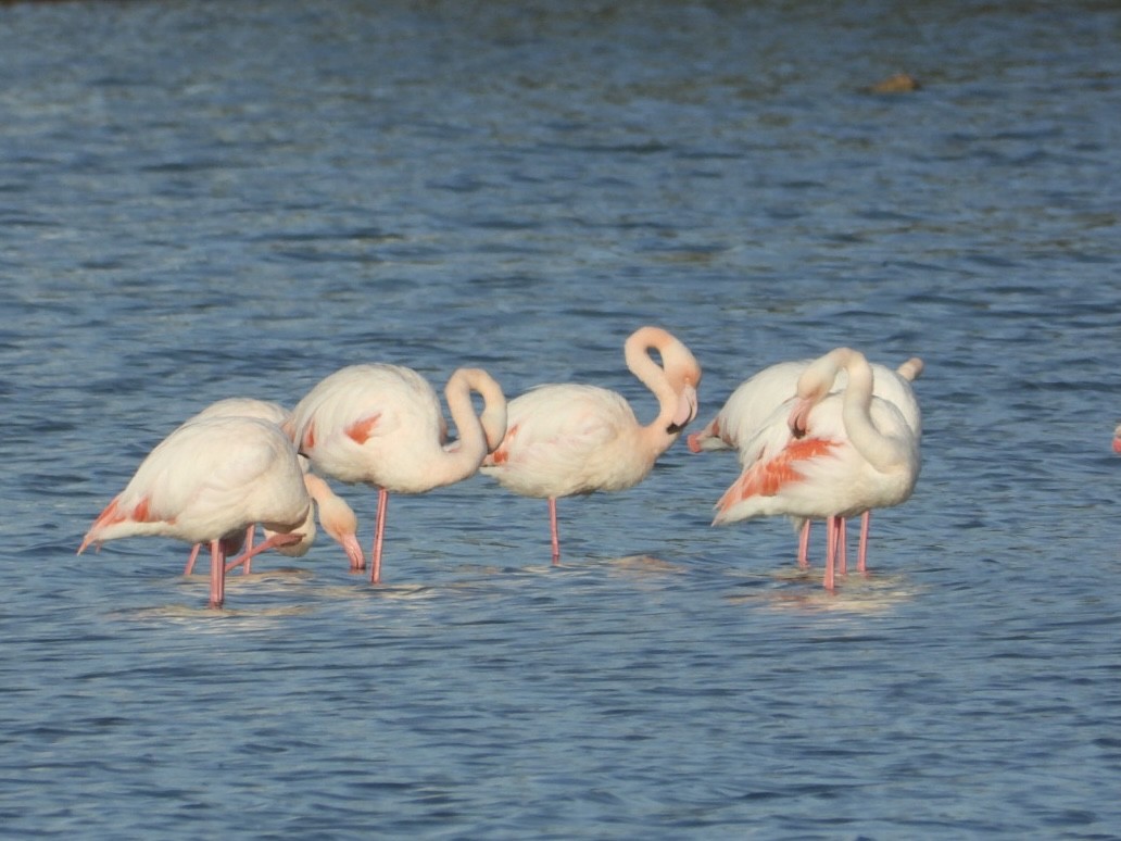 ヨーロッパフラミンゴ - ML646225277