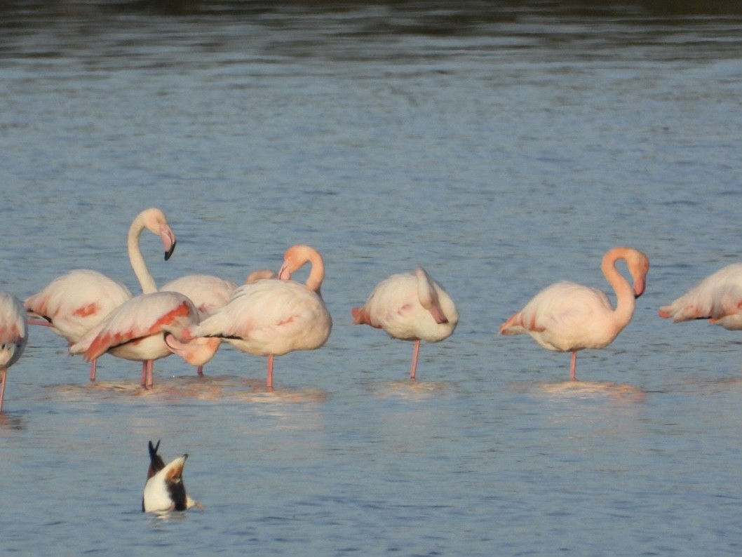 ヨーロッパフラミンゴ - ML646225278