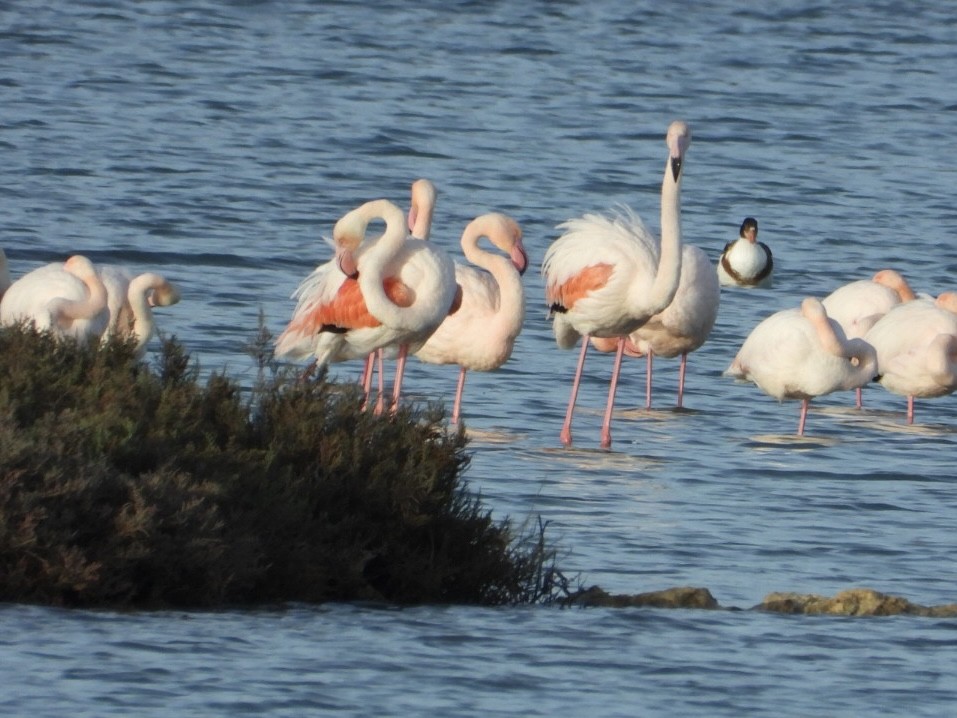 ヨーロッパフラミンゴ - ML646225279