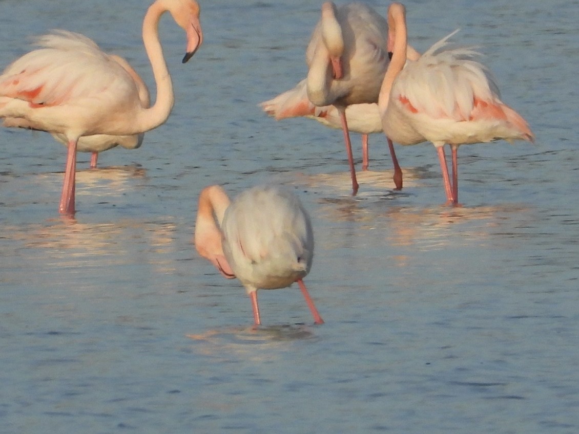 ヨーロッパフラミンゴ - ML646225280