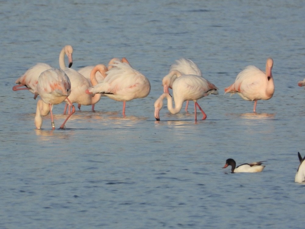 ヨーロッパフラミンゴ - ML646225281