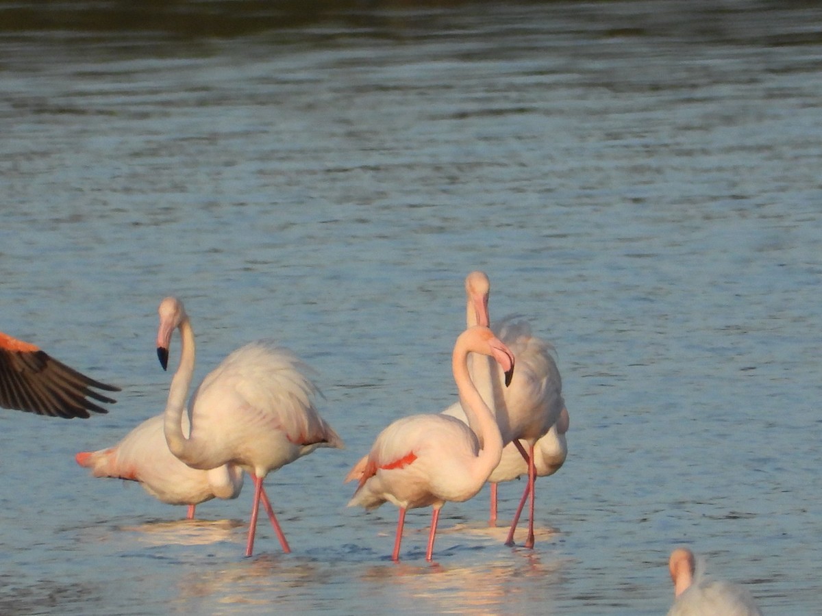 ヨーロッパフラミンゴ - ML646225282