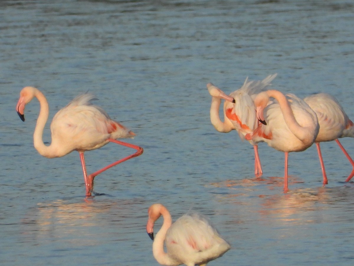 ヨーロッパフラミンゴ - ML646225283