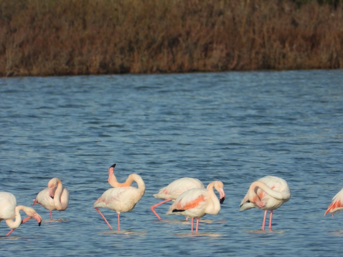 Greater Flamingo - ML646225284