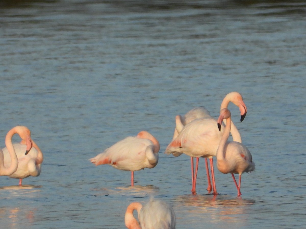 Greater Flamingo - ML646225285