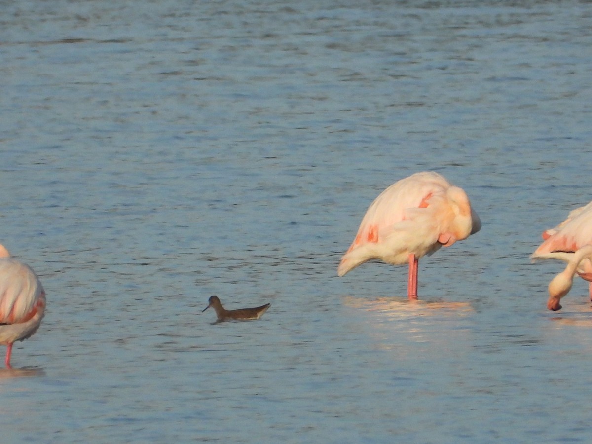 Greater Flamingo - ML646225286