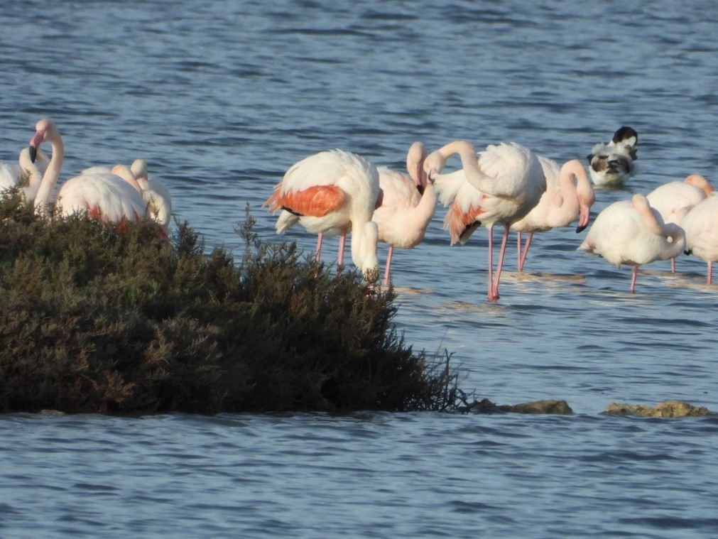 Greater Flamingo - ML646225287