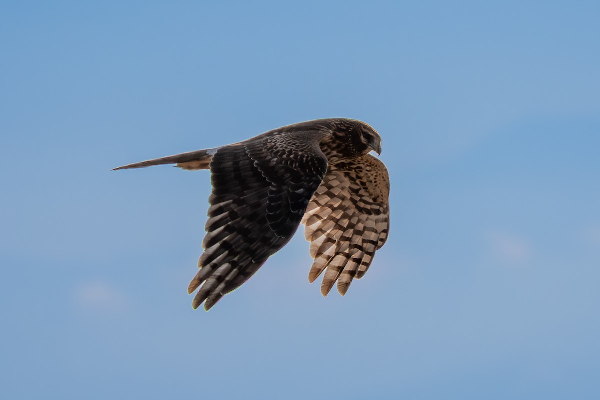 Northern Harrier - ML646225289
