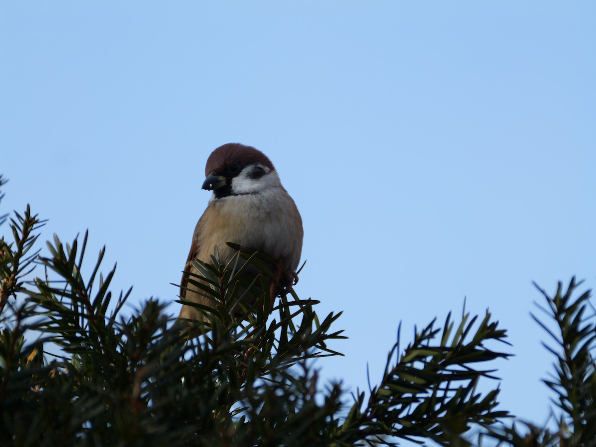 pilfink - ML646225290