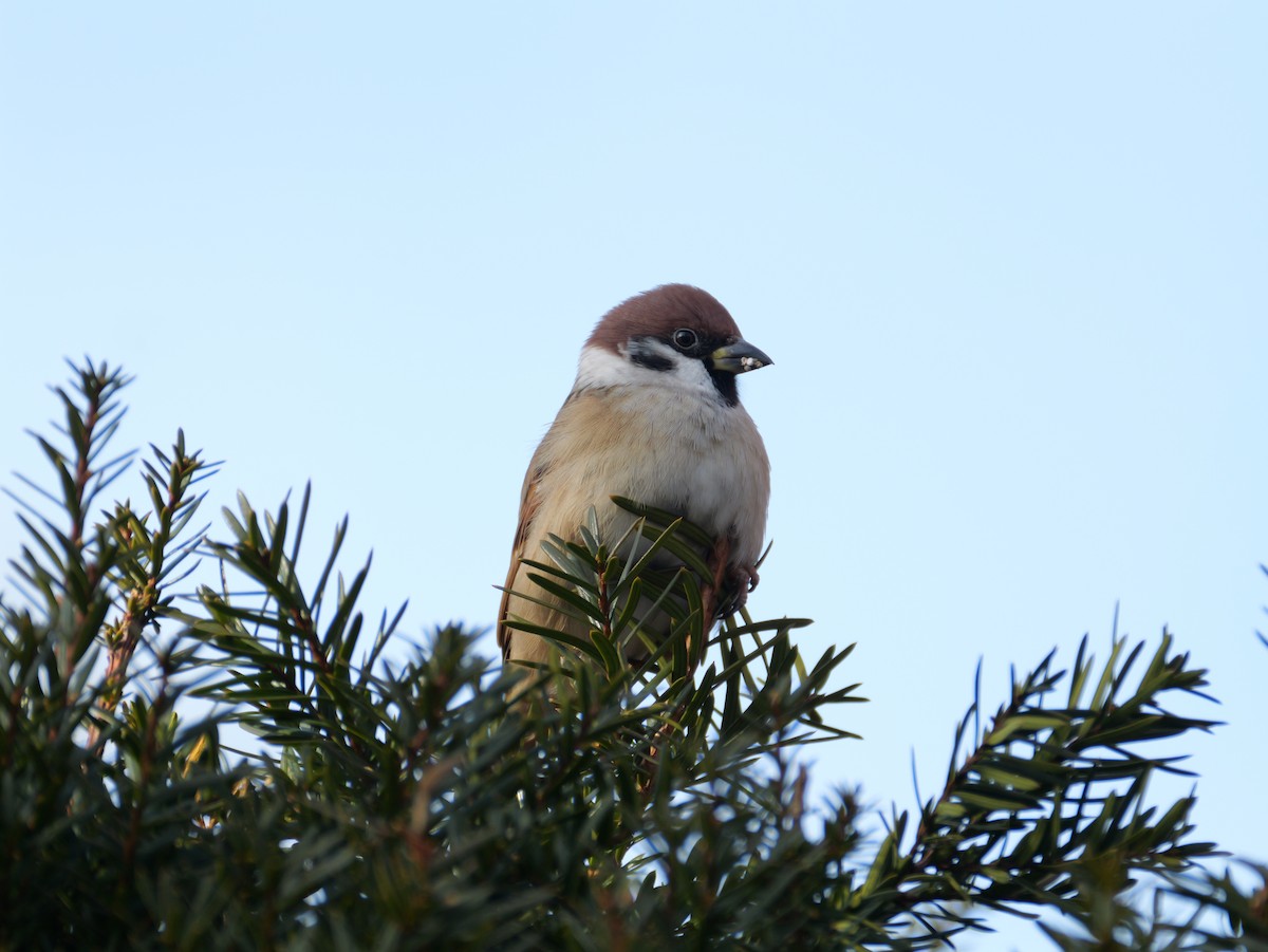 pilfink - ML646225291