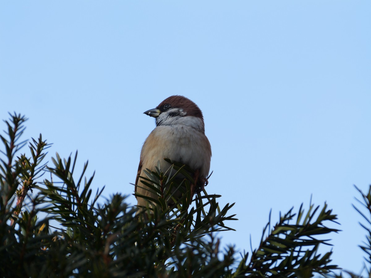 pilfink - ML646225292