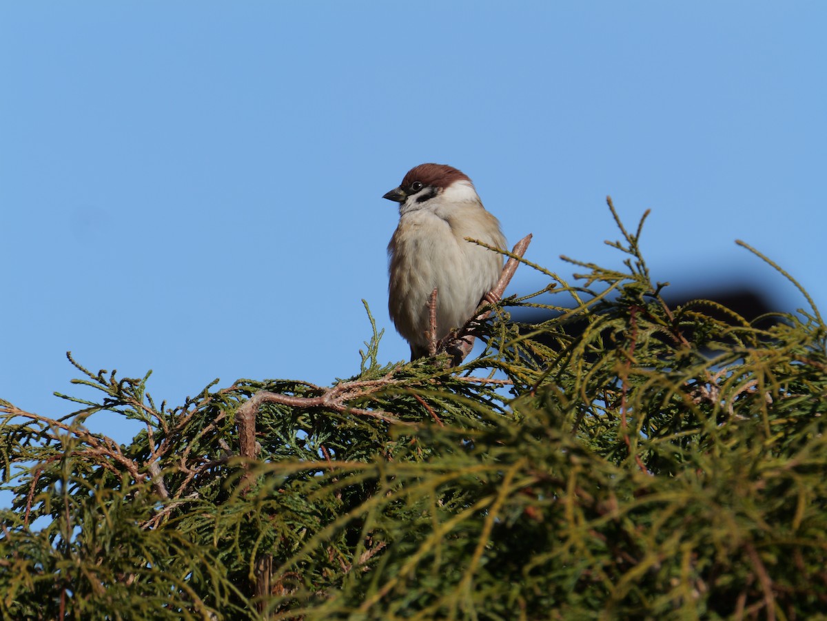 pilfink - ML646225293