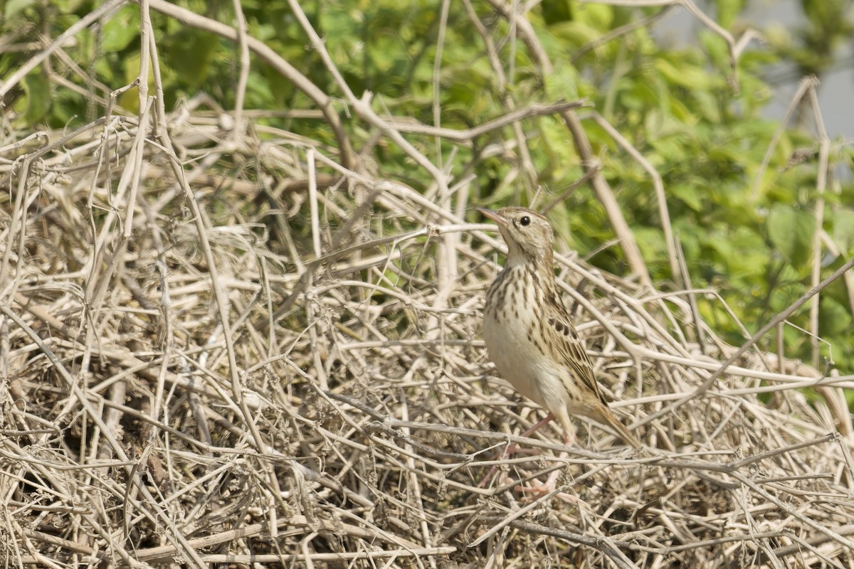 Peruvian Pipit - ML646225296