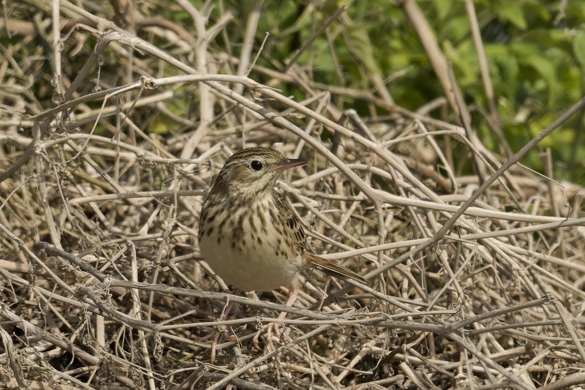 Peruvian Pipit - ML646225297